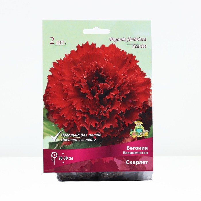 

Бегония бахромчатая Скарлет, р-р 4/5, 2 шт, Весна 2024