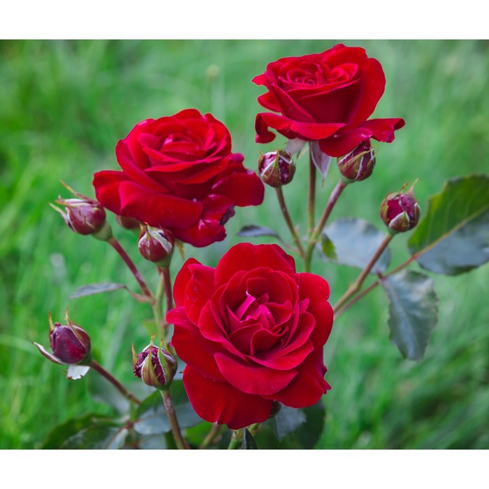 Саженец Роза флорибунда Нина Вейбул, туба, 1 шт, Весна 2024 роза нина вейбул флорибунда топалович