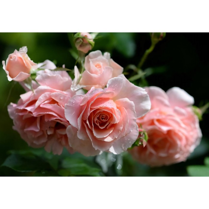 Саженец Роза флорибунда Поэзия, туба, 1 шт, Весна 2024 саженец роза тантау флорибунда баронесса туба 1 шт весна 2024
