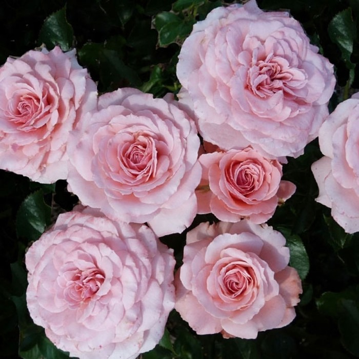 Саженец Роза флорибунда Секси Рекси, туба, 1 шт, Весна 2024 роза секси рекси мускусная ленс