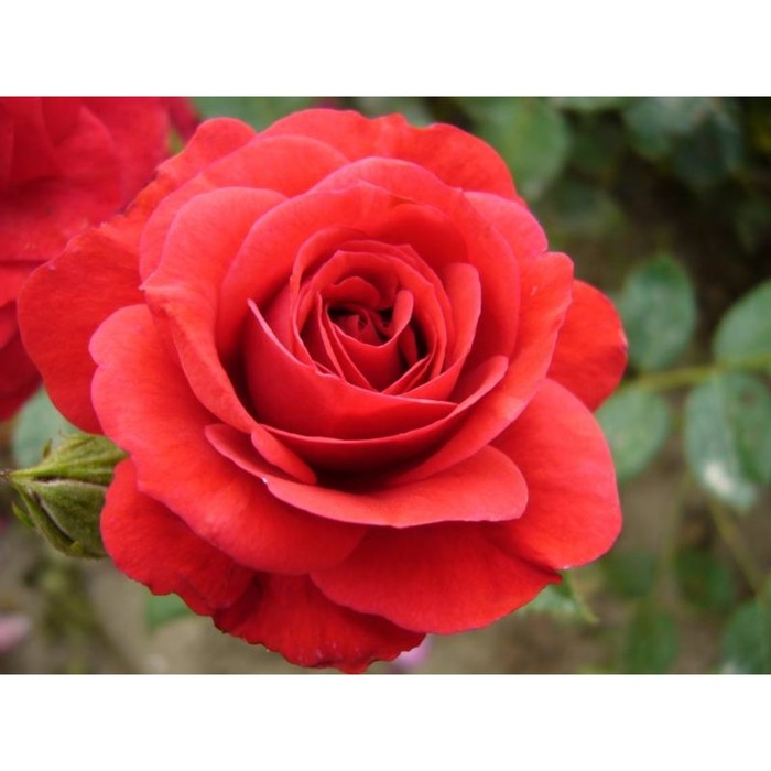 Саженец Роза флорибунда Стромболи, туба, 1 шт, Весна 2024 саженец роза флорибунда стромболи