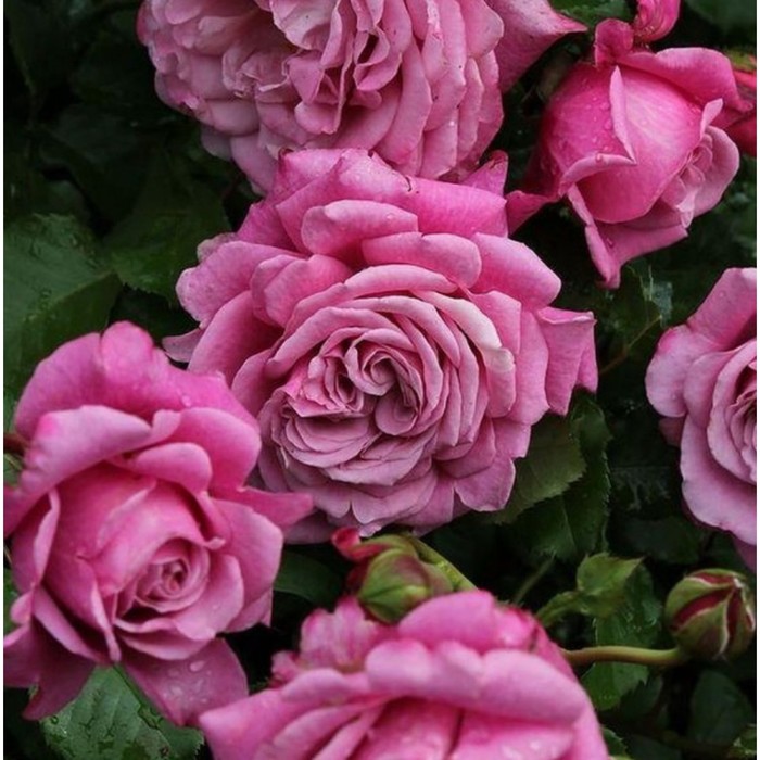 Саженец Роза парковая Агнес Шиллигер, туба, 1 шт, Весна 2024 роза парковая агнес шиллигер 2 года коробка