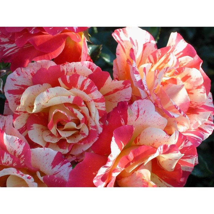 Саженец Роза парковая Альфред Сислей, туба, 1 шт, Весна 2024 роза альфред сислей дельбар