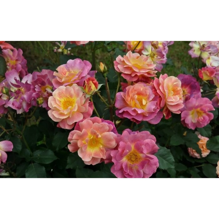 Саженец Роза парковая Приёр де Сан Косм, туба, 1 шт, Весна 2024 роза парковая дьяблес де мерс