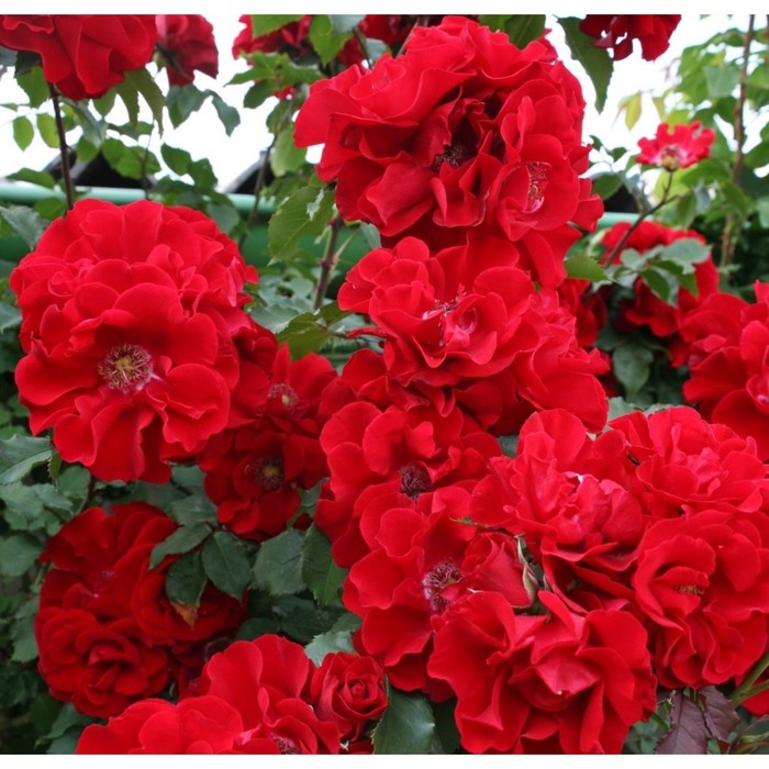 Саженец Роза парковая Ротер Корсар, туба, 1 шт, Весна 2024 роза ротер драхе кордес