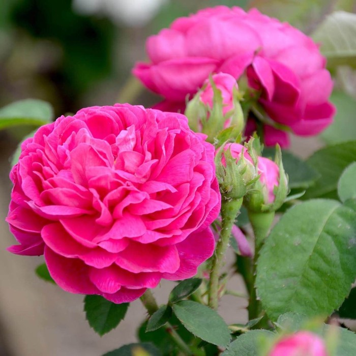 Саженец Роза парковая Роуз де Решт, туба, 1 шт, Весна 2024 роза парковая дьяблес де мерс