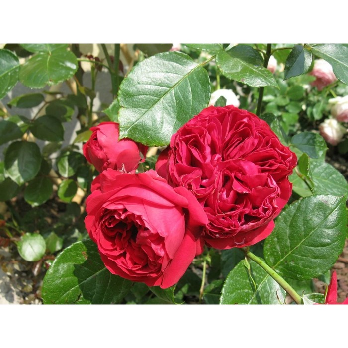 

Саженец Роза парковая "Эрик Таберли", туба, 1 шт, Весна 2024