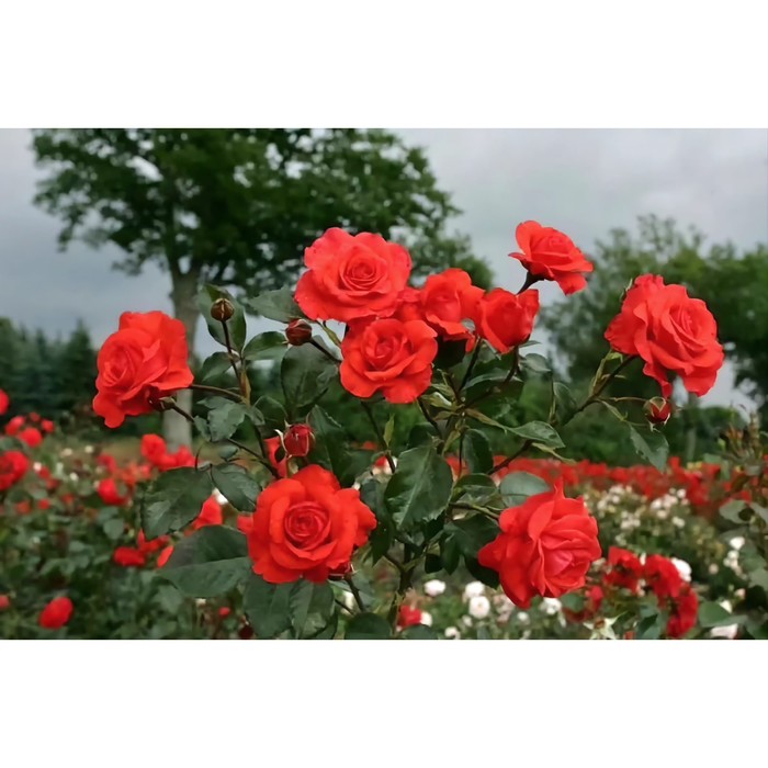 Саженец Роза плетистая Салита, туба, 1 шт, Весна 2024 роза плетистая салита 1 шт