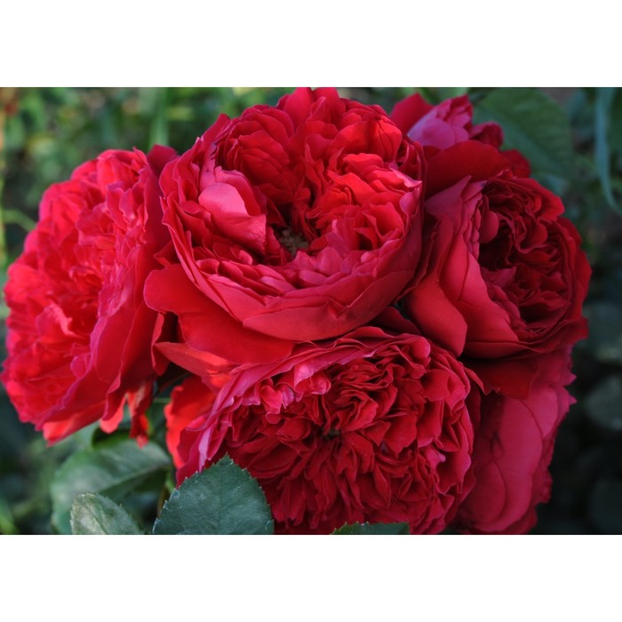 Саженец Роза плетистая Флорентина, туба, 1 шт, Весна 2024 роза флорентина кордес