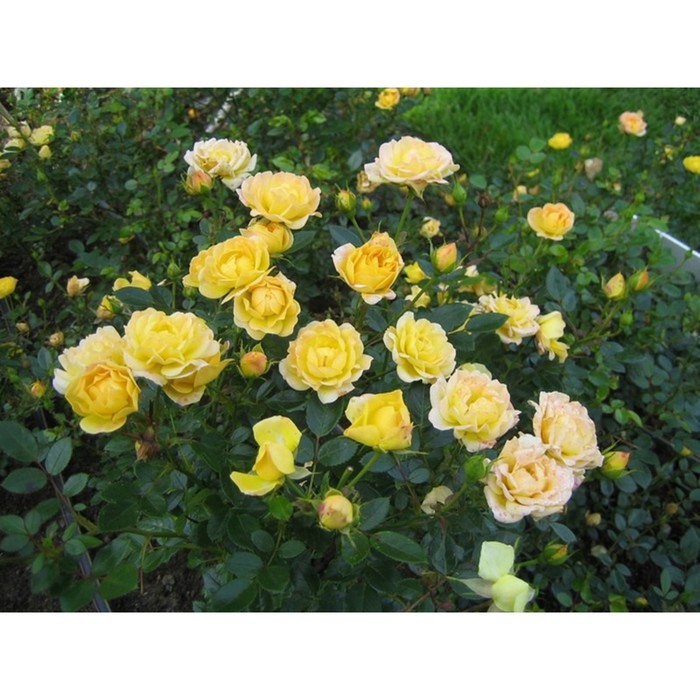 Саженец Роза почвопокровная Йеллоу Фэйри, туба, 1 шт, Весна 2024 роза почвопокровная йеллоу фэйри
