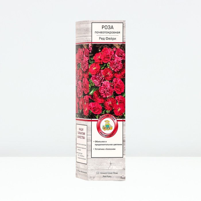 Саженец Роза почвопокровная Ред Фэйри, туба, 1 шт, Весна 2024 роза зе фэйри почвопокровная imperial rose