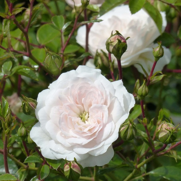 Саженец Роза почвопокровная Свани, туба, 1 шт, Весна 2024 роза свани на штамбе 120см
