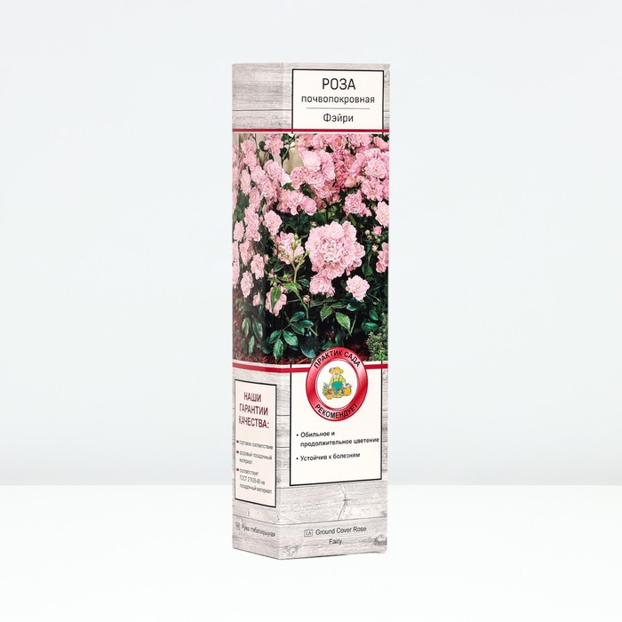 Саженец Роза почвопокровная Фэйри, туба, 1 шт, Весна 2024 роза зе фэйри почвопокровная imperial rose