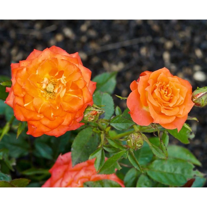 роза миниатюрная оранжевый 1 шт Саженец Роза миниатюрная Мандарин, туба, 1 шт, Весна 2024