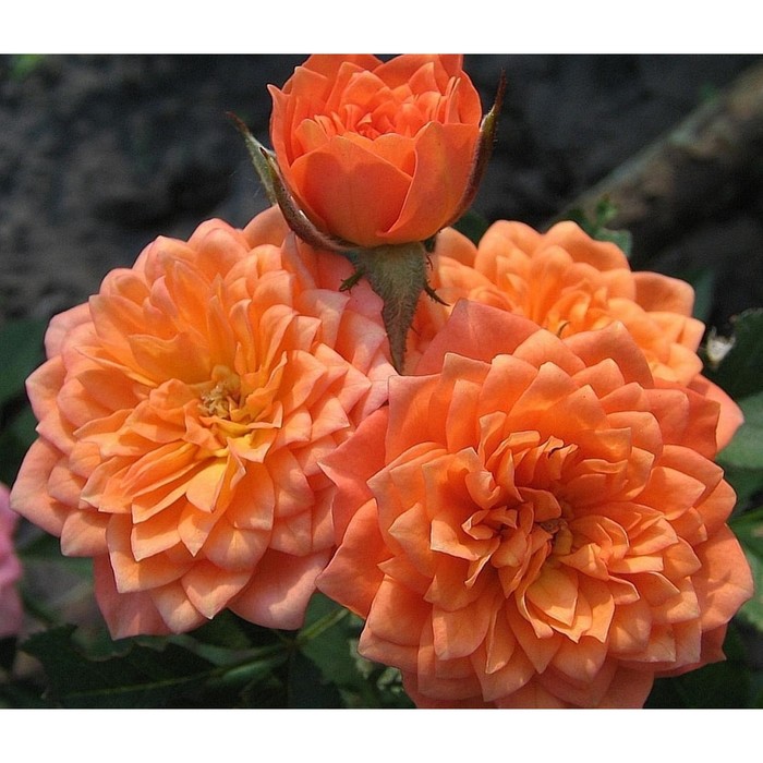 роза миниатюрная оранжевый 1 шт Саженец Роза миниатюрная Нинетта, туба, 1 шт, Весна 2024
