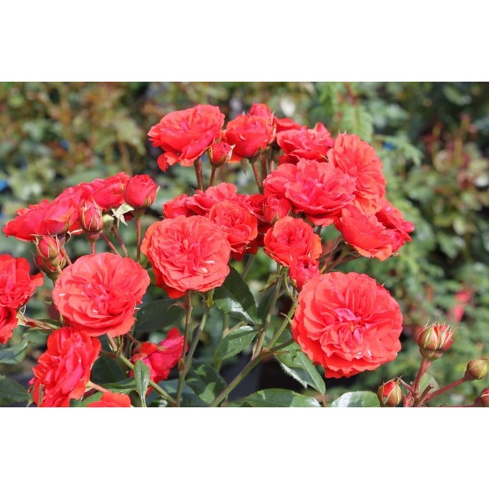роза миниатюрная красный 1 шт Саженец Роза миниатюрная Ориндж Бэбифлор, туба, 1 шт, Весна 2024