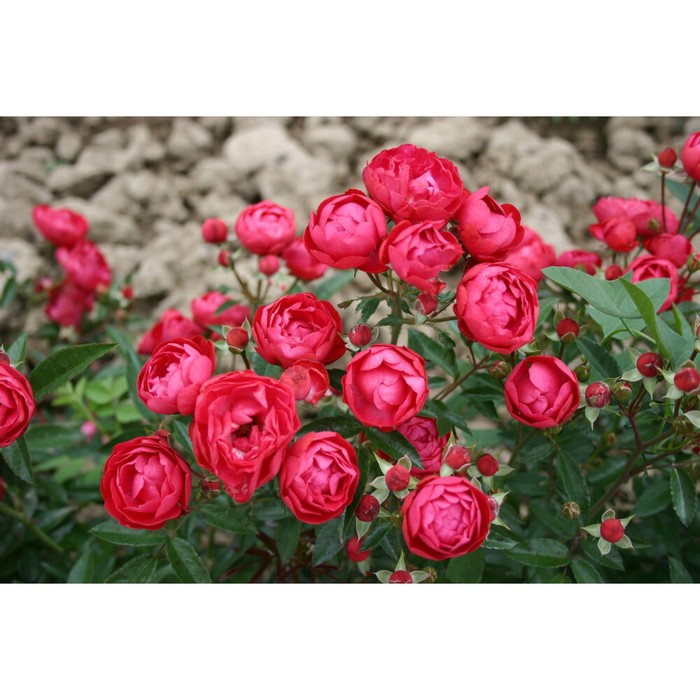 роза джессика миниатюрная спрей 1 саженец Саженец Роза миниатюрная Руд Морсдаг, туба, 1 шт, Весна 2024
