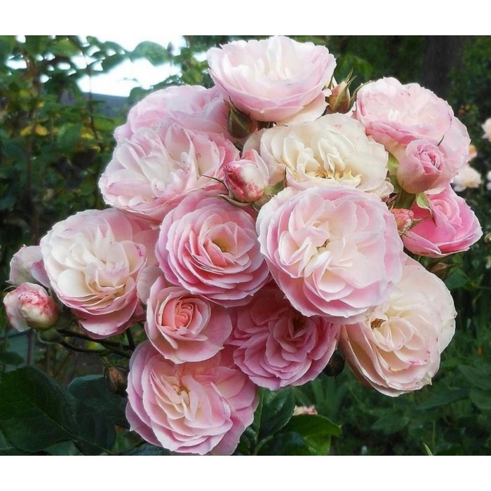 Саженец Роза мускусные гибриды Букет Парфе, туба, 1 шт, Весна 2024 роза мускусная буке парфе 1 шт