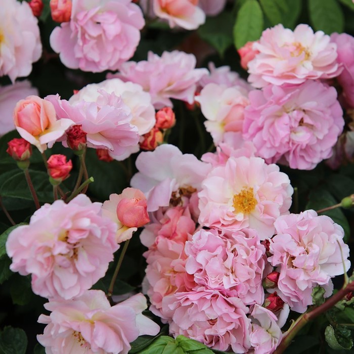 Саженец Роза мускусные гибриды Корнелия, туба, 1 шт, Весна 2024 роза корнелия гийо