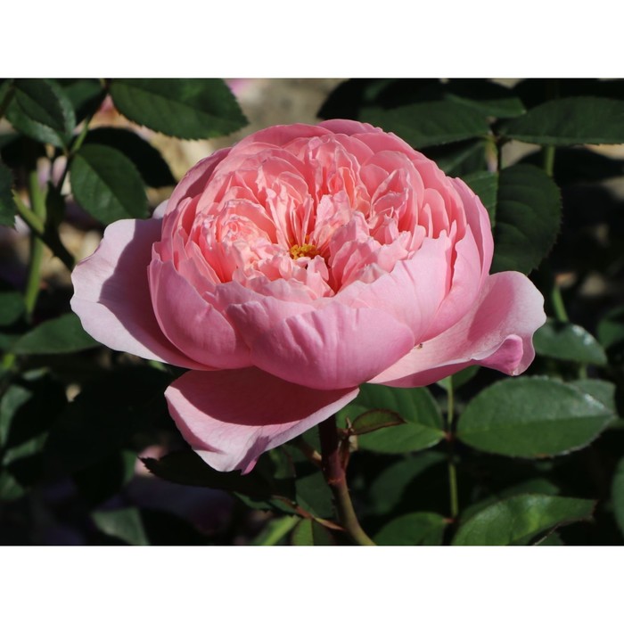 Саженец Роза английская парковая Алнвик Роуз, туба, 1 шт, Весна 2024
