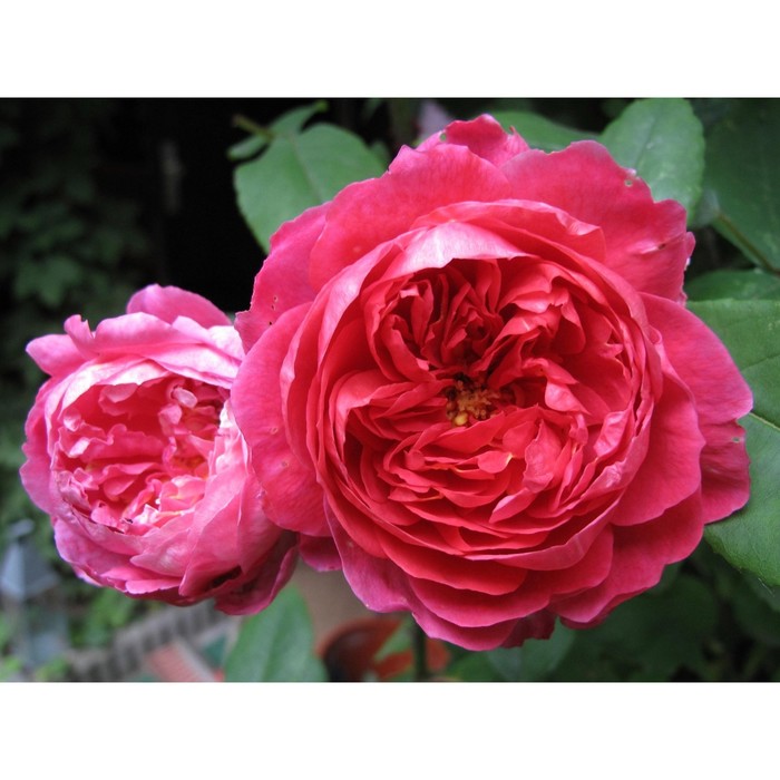 Саженец Роза английская парковая Бенжамин Бриттен, туба, 1 шт, Весна 2024 саженец роза парковая бенжамин бриттен