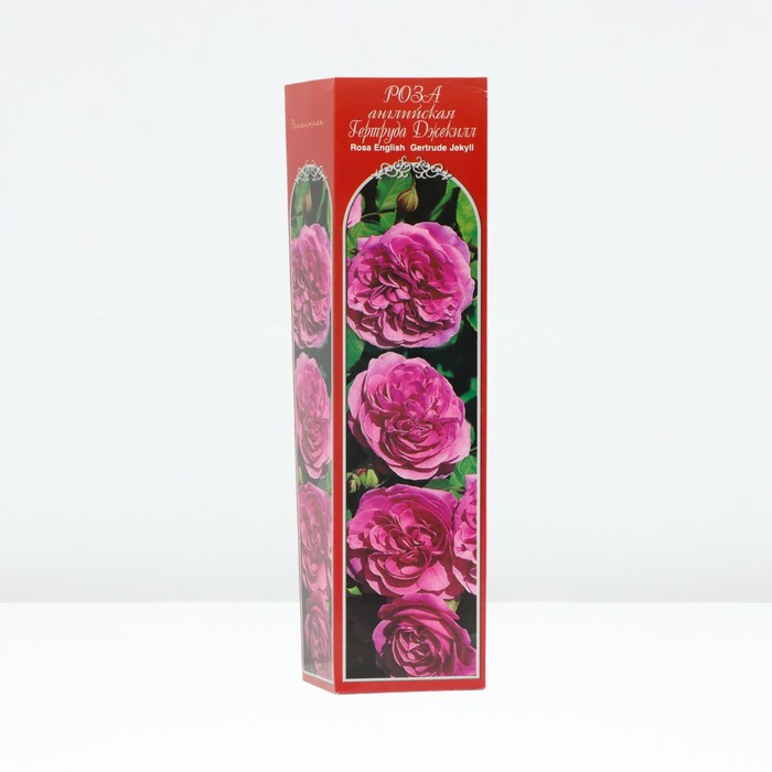 Саженец Роза английская парковая Гертруда Джекилл, туба, 1 шт, Весна 2024 роза английская парковая гертруда джекилл