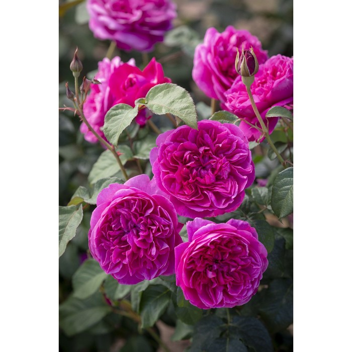 Саженец Роза английская парковая Джеймс Л. Остин, туба, 1 шт, Весна 2024 роза английская парковая пэт остин