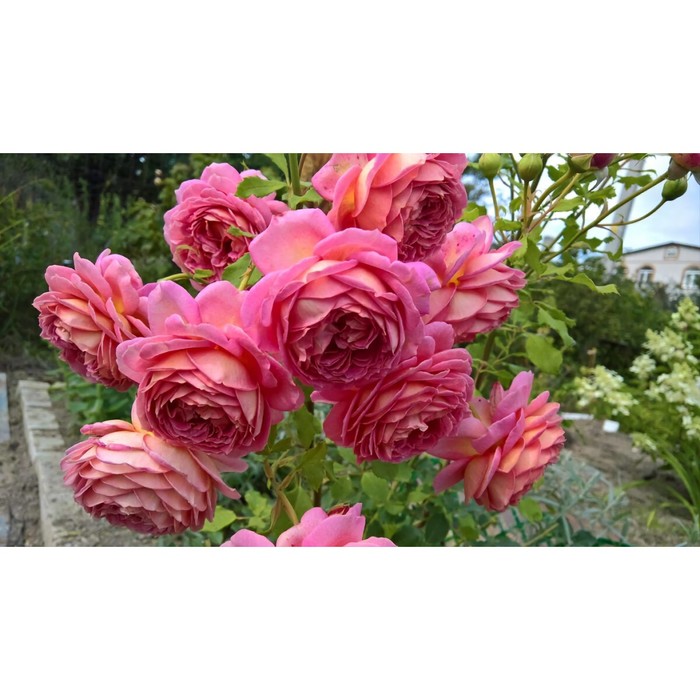 Саженец Роза английская парковая Джубили Селебрейшен, туба, 1 шт, Весна 2024 роза кордес джубили кордес