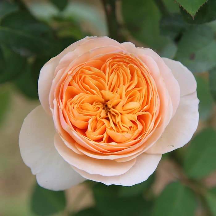 Саженец Роза английская парковая Джульетта, туба, 1 шт, Весна 2024 саженец роза херитейдж английская 1 шт весна 2024