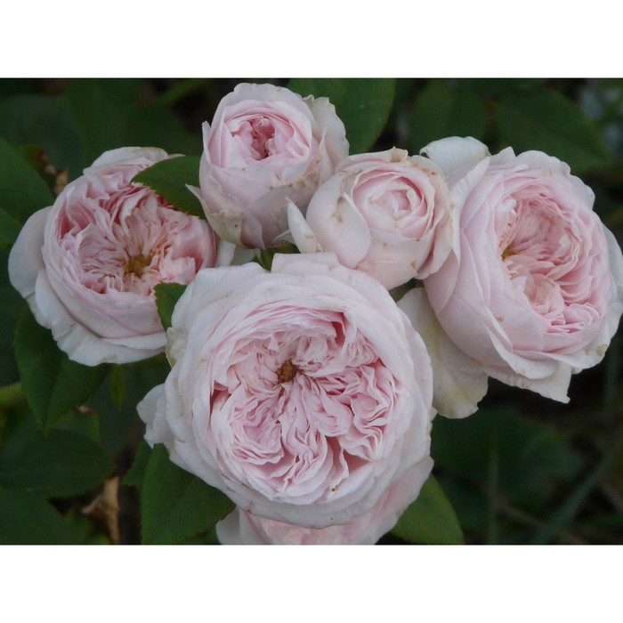 Саженец Роза английская парковая Клэр Роуз, туба, 1 шт, Весна 2024 роза рокн роуз нирп