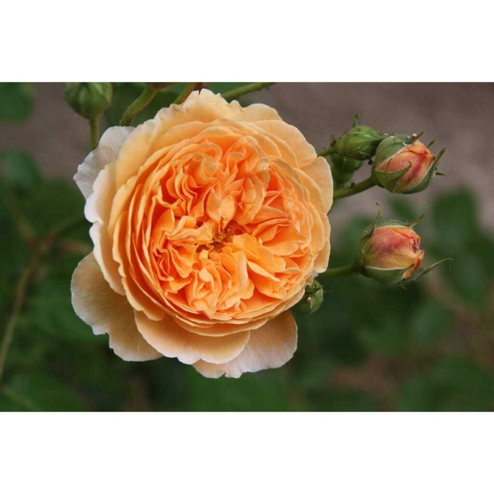 Саженец Роза английская парковая Краун Принцесс Маргарет, туба, 1 шт, Весна 2024