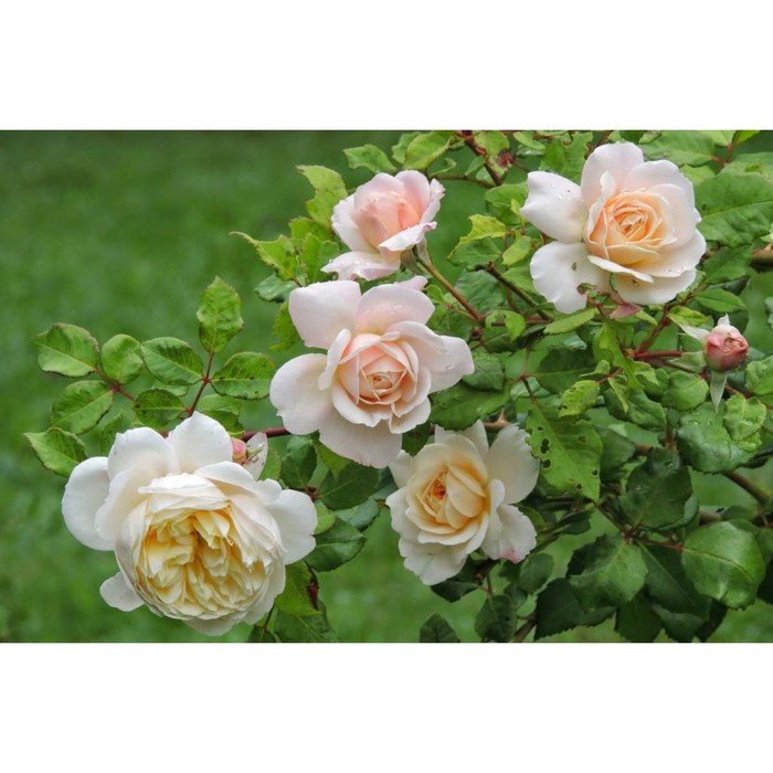Саженец Роза английская парковая Крокус Роуз, туба, 1 шт, Весна 2024 саженец роза английская парковая алнвик роуз туба 1 шт весна 2024