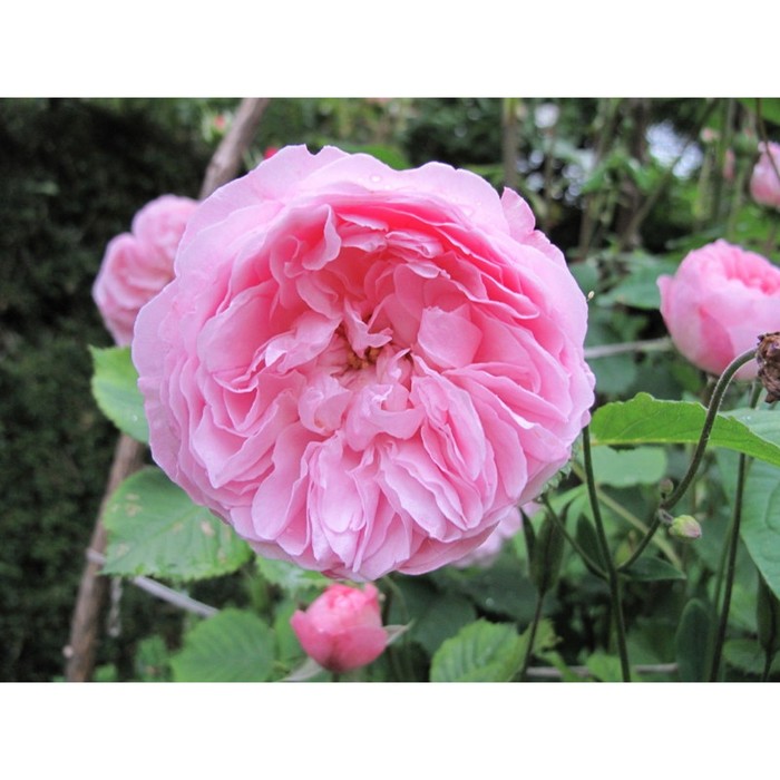 Саженец Роза английская парковая Майор оф Кастербридж, туба, 1 шт, Весна 2024 роза английская парковая леди оф шалот
