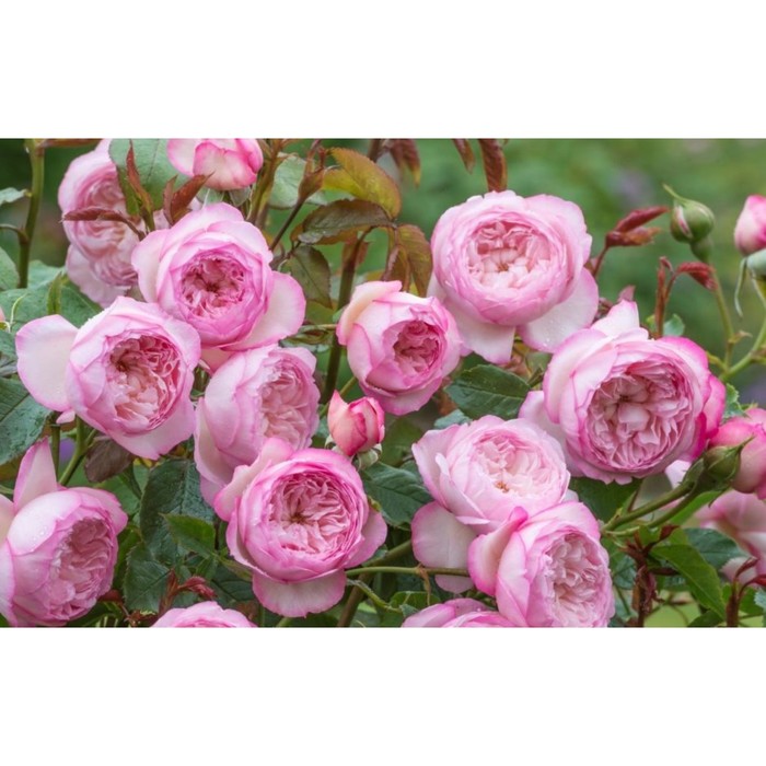 Саженец Роза английская парковая Милл он зе Флосс, туба, 1 шт, Весна 2024 роза английская зе принц