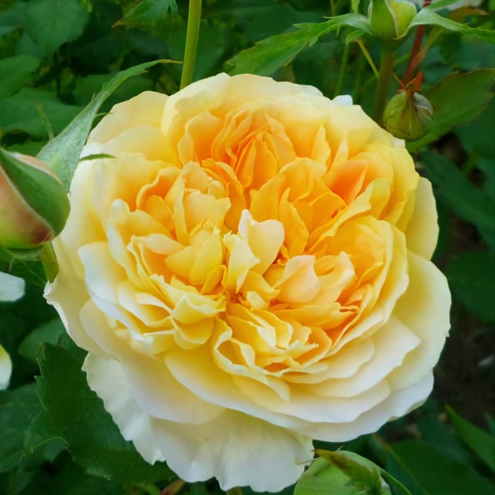 Саженец Роза английская парковая Мулинекс, туба, 1 шт, Весна 2024 саженец роза английская парковая шарлотта туба 1 шт весна 2024