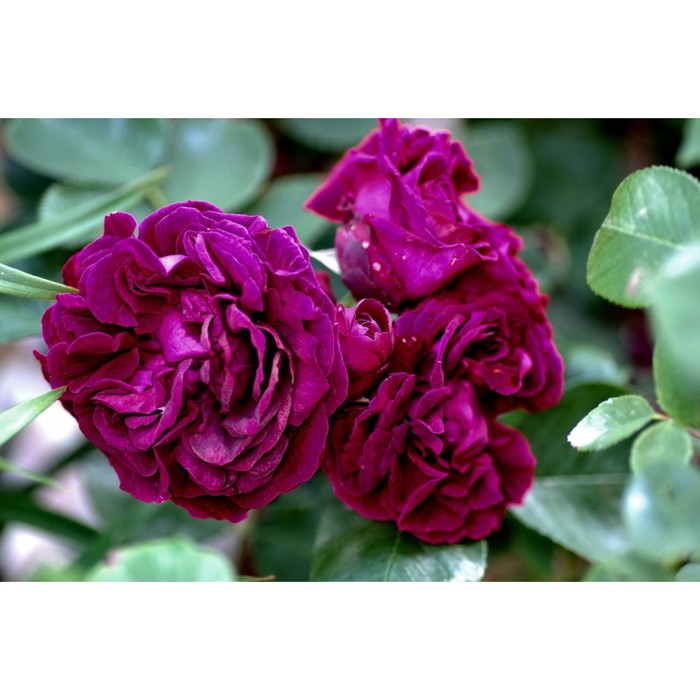 Саженец Роза английская парковая Принц, туба, 1 шт, Весна 2024 саженец роза английская парковая алнвик роуз туба 1 шт весна 2024