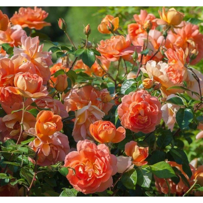 Саженец Роза английская парковая Пэт Остин, туба, 1 шт, Весна 2024 роза английская парковая пэт остин