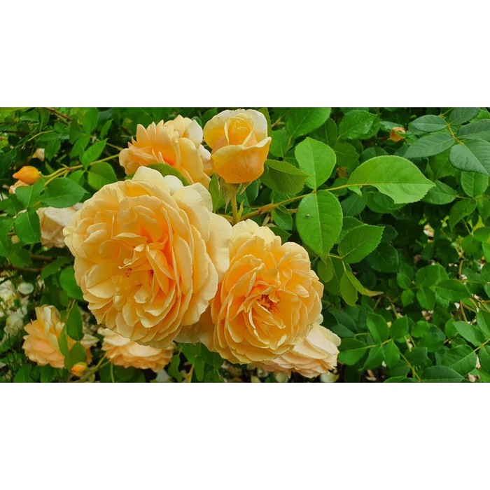Саженец Роза английская парковая Тизинг Джорджиа, туба, 1 шт, Весна 2024 роза тизинг джорджия кустарниковая топалович