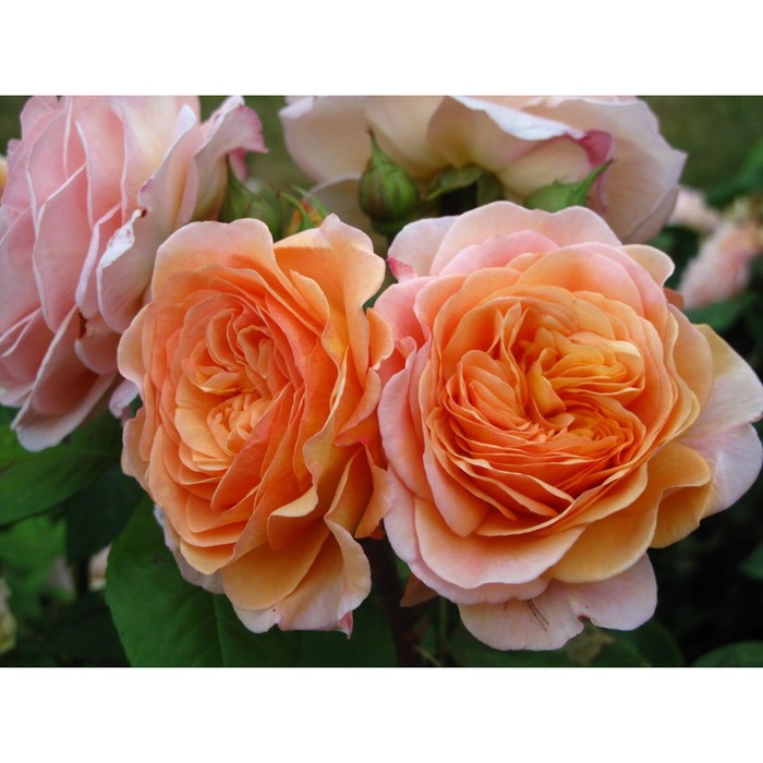 Саженец Роза английская парковая Чарльз Остин, туба, 1 шт, Весна 2024 роза английская парковая пэт остин
