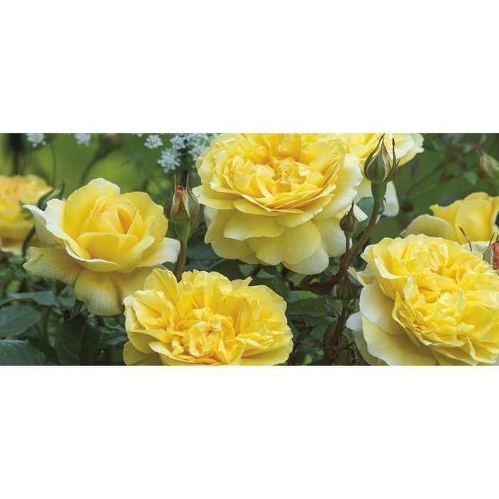 Саженец Роза английская парковая Шарлотта, туба, 1 шт, Весна 2024 саженец роза английская парковая алнвик роуз туба 1 шт весна 2024