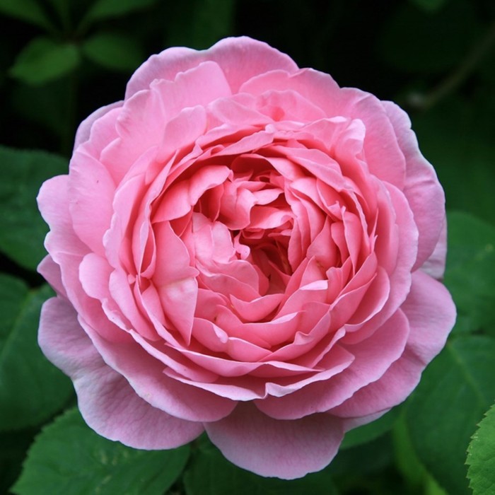 Саженец Роза английская чайно-гибридная Констанс, туба, 1 шт, Весна 2024