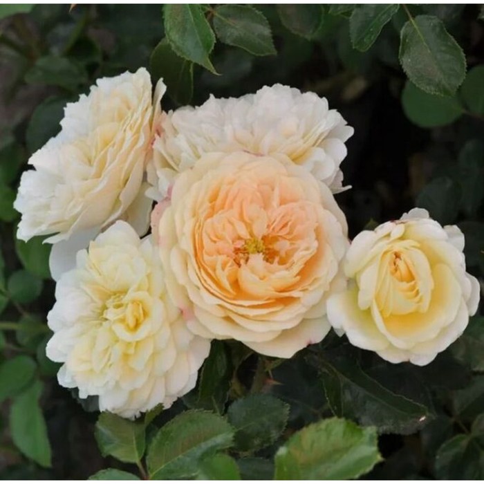 Саженец Роза флорибунда Ваза Лемон, туба, 1 шт, Весна 2024 роза лемон ваза фено гено
