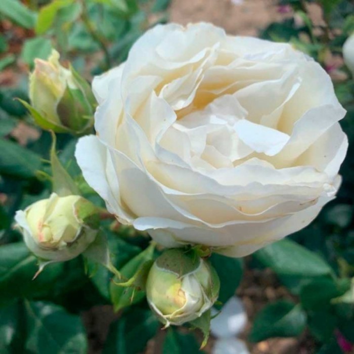 Саженец Роза флорибунда Ваза Перл, туба, 1 шт, Весна 2024 роза перл абанданс харкнесс