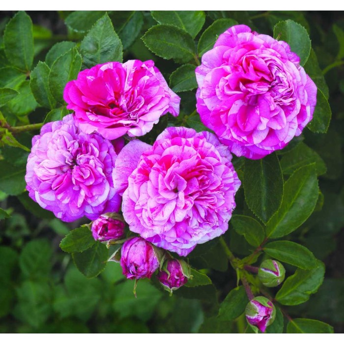 Саженец Роза миниатюрная Пикси Гауди, туба, 1 шт, Весна 2024 роза файери пикси фено гено