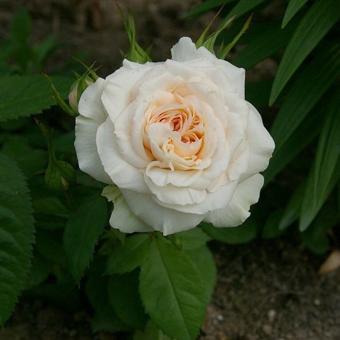 Саженец Роза миниатюрная Пикси Милки, туба, 1 шт, Весна 2024 роза панч пикси фено гено