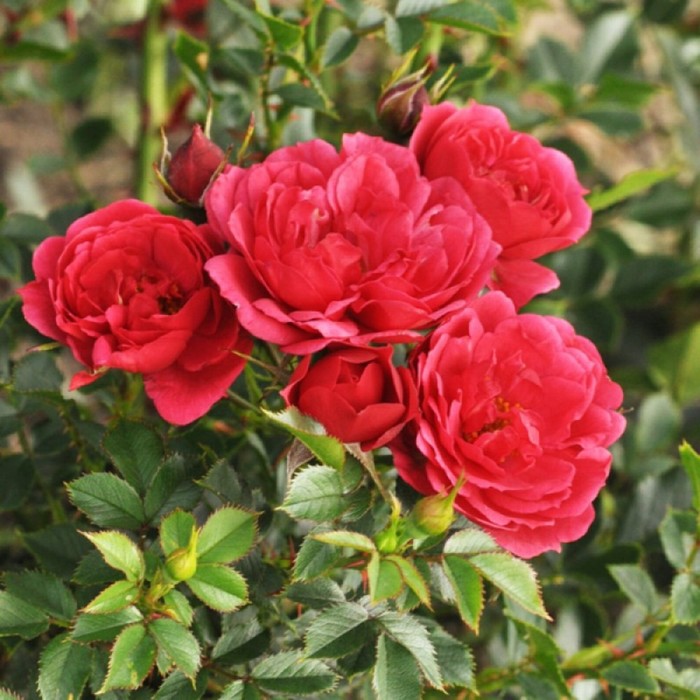 роза миниатюрная красный 1 шт Саженец Роза миниатюрная Пикси Моув, туба, 1 шт, Весна 2024
