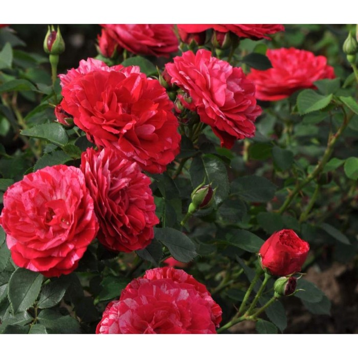 Саженец Роза флорибунда Фреска Константина, туба, 1 шт, Весна 2024 роза византина фреска фено гено