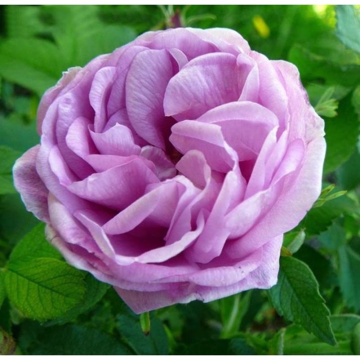 Саженец Роза канадская парковая Васагеминг, туба, 1 шт, Весна 2024 роза шамплейн канадская парковая