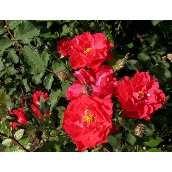 Саженец Роза канадская парковая Джон Франклин, туба, 1 шт, Весна 2024 роза лак маджеу канадская парковая