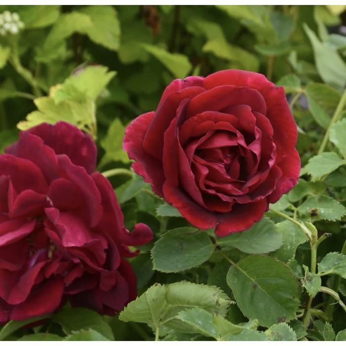 

Саженец Роза канадская парковая "Катберт Грант", туба, 1 шт, Весна 2024